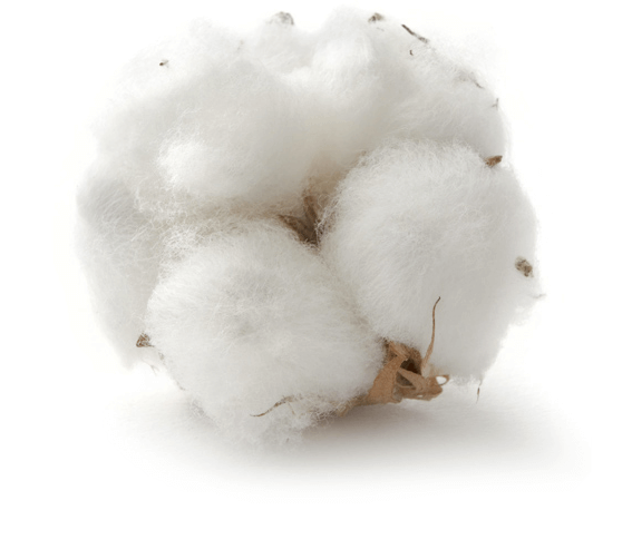 Whitenan like a cotton